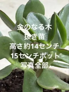 金のなる木　抜き苗　高さ約14センチ 15センチポット写真全部のサムネイル
