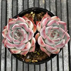 多肉植物　ダークアイス×ジャッカル　2頭のサムネイル