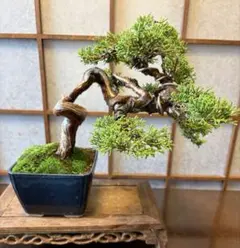 真柏 盆栽 捻転幹 模様木 シャリ芸 舎利 - メルカリ