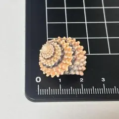 貝殻標本 小さな貝殻 ヤドカリのお宿 置物