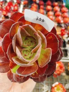 405 魅金ローズ錦ー如意 多肉植物 アエオニウム 斑入り 抜き苗 - メルカリ