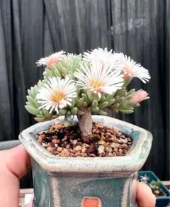 2025年最新】サボテン抜き苗の人気アイテム - メルカリ