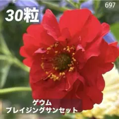 697ゲウムブレイジングサンセット❤️主役級の存在感❣️ぜひ育てて欲しい花⭐️長い花期のサムネイル