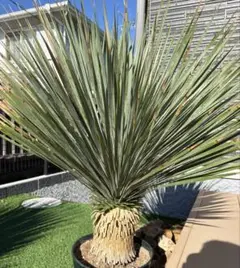 ユッカ ロストラータ マルデヌベス ドライガーデン 地植え 大株 - メルカリ