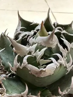 2025年最新】大白鯊 アガベの人気アイテム - メルカリ