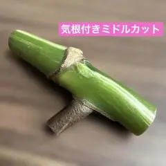 モンステラ ボルシギアナ ホワイトタイガー 斑入り 茎伏せ用 節付き茎 気根付きのサムネイル