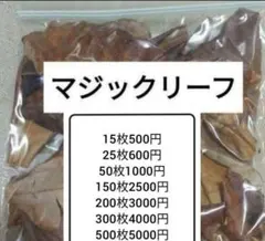 無農薬 国産マジックリーフ モモタマナ 多め発送 水質改善 15 枚