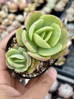 2026年最新】ピーチプリデの人気アイテム - メルカリ