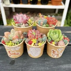 85 多肉植物の小さな寄せ植え♡大きさいろいろ♡5コセット