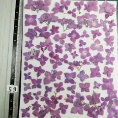 アジサイ　小　NO53　自然　 押し花　押し花素材