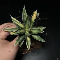 2025年最新】笹の雪 サンキングの人気アイテム - メルカリ