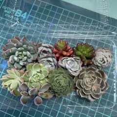 多肉植物　多肉弁当　多肉寄せ植えセット　エケベリア　カット苗