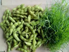 けぇ様枝豆セット専用です。