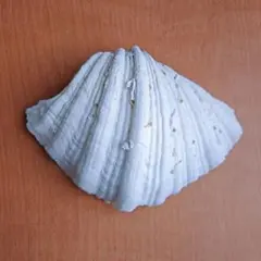 2026年最新】タカセ貝の人気アイテム - メルカリ