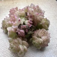 a*U様 No.e2新入荷　カナヤ　エケベリア　多肉植物　撮影12月12日