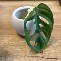 【希少】斑入りマドカズラ　発根済み&新芽ありのサムネイル