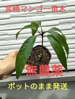 宮崎マンゴー苗 無農薬 宮崎マンゴー苗木 無農薬 ポットのまま発送
