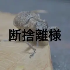 【断捨離様】確認お願いします