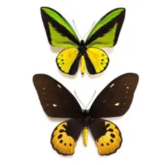 2026年最新】ゴライアス 標本の人気アイテム - メルカリ