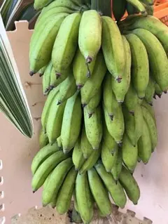 島バナナ 8KG 沖縄産 - メルカリ