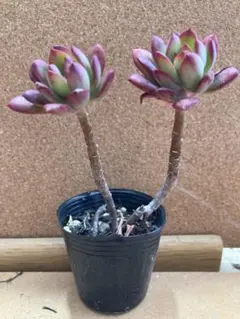 多肉植物☆韓国苗☆mabkfougallii☆木立多肉☆青棒