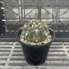 ギムノカリキウム　バッテリー　サボテン　実生苗のサムネイル