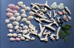 浜辺セット。貝殻、シーグラス、珊瑚。