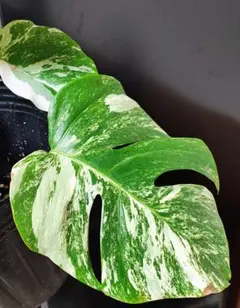 Q155 Monstera Green Snow モンステラ グリーンスノー - メルカリ