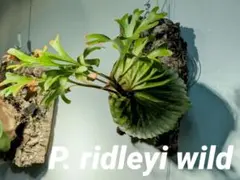 コルク大 サイズ良 ridleyi nano 細葉 リドレイ ナノ ビカクシダ コルク大 サイズ良 ridleyi nano 細葉 リドレイ ナノ ビカクシダ