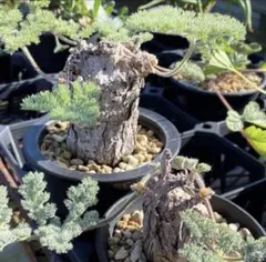 b290ペラルゴニウム トリステ Pelargonium triste厳選株のサムネイル