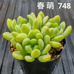 春萌 3株 748 セダム 多肉植物 抜き苗