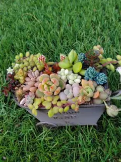 【多肉植物】寄せ植え カット苗セット a3