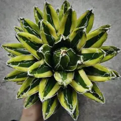 2026年最新】笹の雪 輝山の人気アイテム - メルカリ