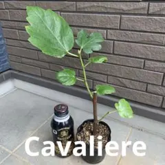 Cavaliere苗　イチジク苗　いちじく苗 2026年最新】cavalier イチジクの人気アイテム - メルカリ