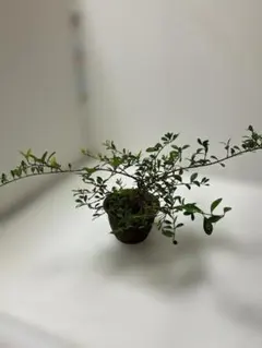 花ザクロ 盆栽 陶器鉢付き - メルカリ