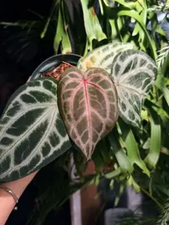 Anthurium ‘Pink Lemonade x RC’ x Zara特選株 Anthurium 'Pink Lemonade x RC' x Zara特選株 - メルカリ