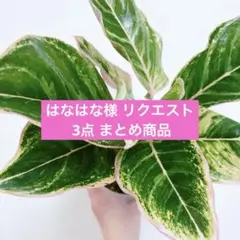 はなはな様 リクエスト 3点 まとめ商品