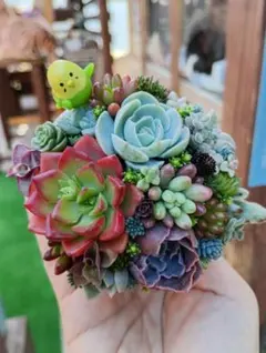 そのまま飾れる多肉植物寄せ植え♡