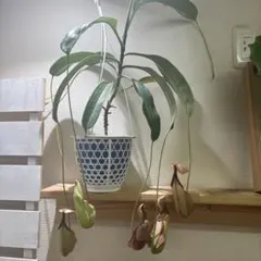 ネペンテス ピンクブッシュ 食虫植物 ウツボカズラ 吊り鉢 5号鉢