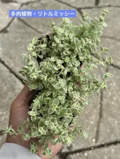 多肉植物・リトルミッシー抜き苗　1ポットのサムネイル