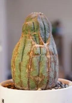 N*R様 Z23特選 ユーフォルビア デセプタEuphorbia decepta - メルカリ