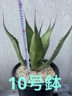 アガベ　サルミアナ　フェロックス　抜き苗　大株