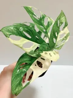 ★ポットごと♡モトルド♡モンステラ♡斑入り♡ツル性♡希少♡ ☆ポットごと♡モトルド♡モンステラ♡斑入り♡ツル性♡希少♡ - メルカリ