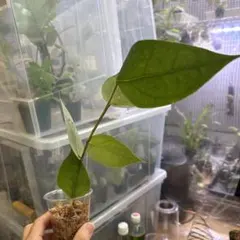 そう様 リクエスト 2点 まとめ商品