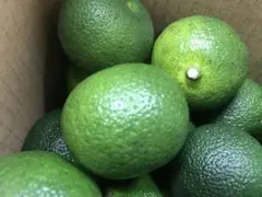 ハウスへべす 1kg（さがわクール便配送） - メルカリ