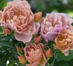 2種3苗セット♡ 訳あり バラ苗 挿し木苗 花持ち良い 人気 和バラ