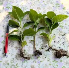 オカワカメ　苗　３株　無農薬　無化学肥料 　多年草　 食べられる緑のカーテン！のサムネイル