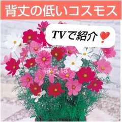 花の種 背丈の低いミニコスモス mix色 50粒 わい性