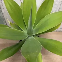 アテナータ　翡翠版‼️ 斑入り　アガベ　希少　観葉植物　多肉植物　ドライガーデン アテナータ 翡翠版‼️ 斑入り アガベ 希少 観葉植物 多肉植物 ドライ