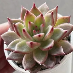 2026年最新】リンゼアナの人気アイテム - メルカリ